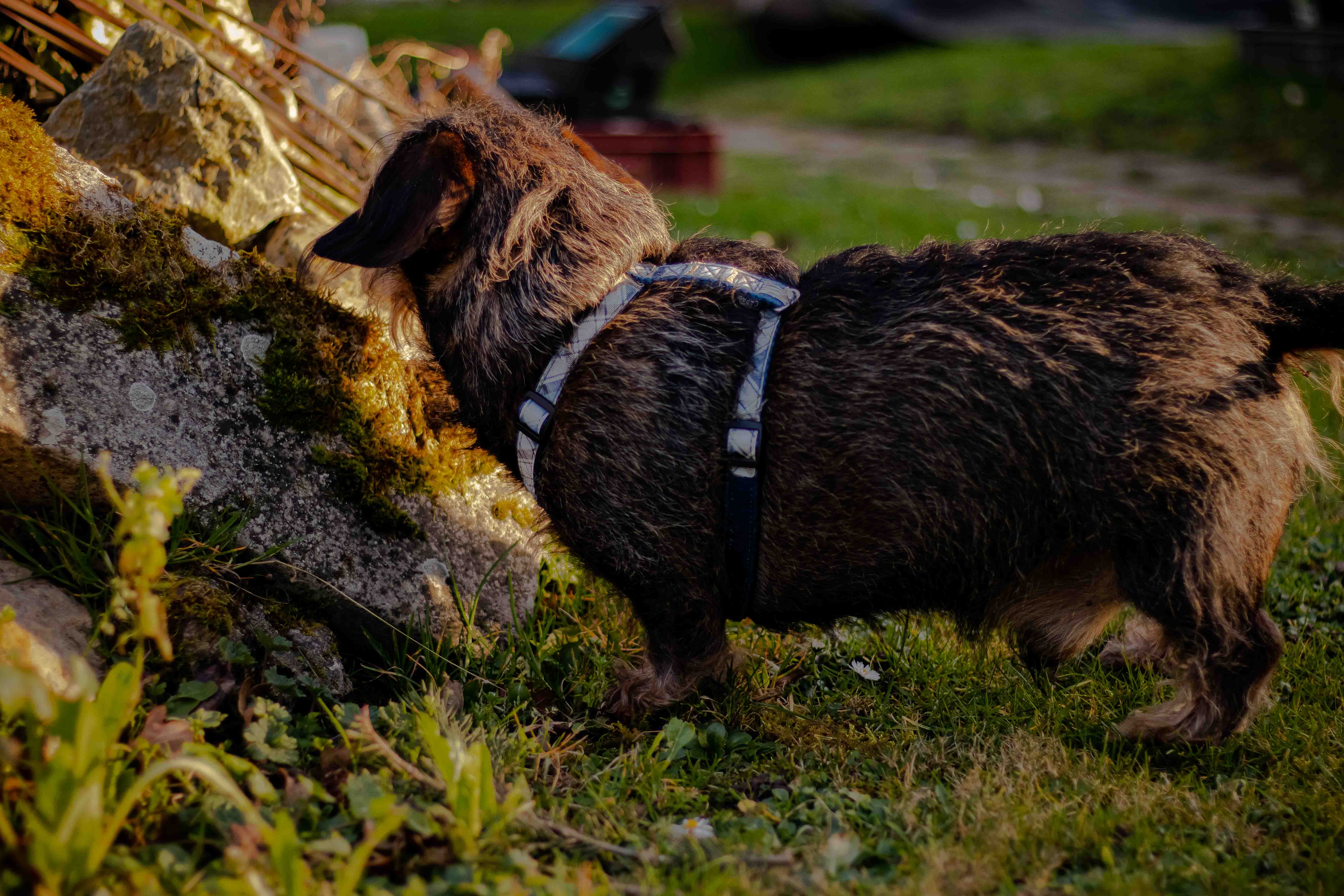 Photo d'un teckel à poil dur devant une pierre